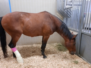 Begeleiding--Assistentie-Paard-Kliniekbezoek